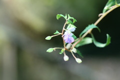 Impatiens mysorensis